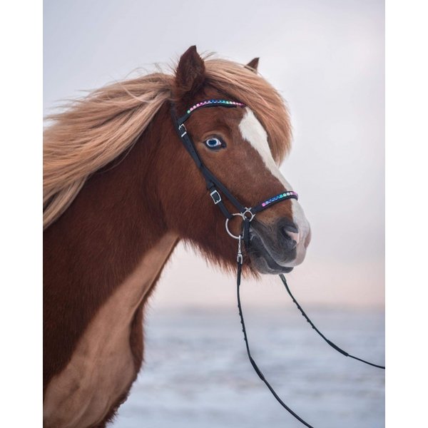 Regenbogentrense von NORDIC HORSE bestehend aus Kopfstück, Stirnriemen und  Nasenriemen